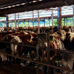 农发行黔西市支行：肉牛养殖扩宽乡村振兴致富路