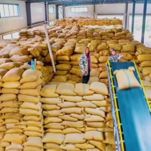 农发行黔西市支行：用“金融之笔”，绘就高粱丰收图