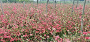 农发行黔西市支行投放400万元助推花卉苗木产业发展